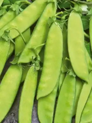 Peulen vroege hendriks