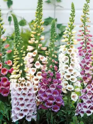 Digitalis purpurea Mix