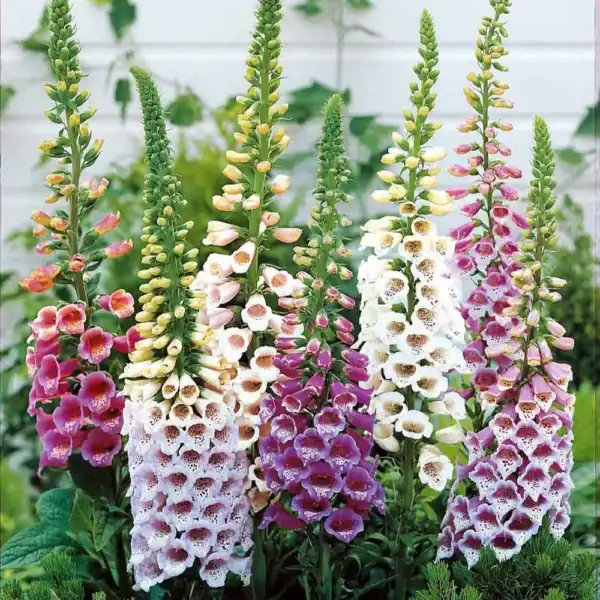 Digitalis purpurea Mix Digitalis purpurea Mix