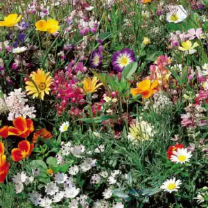 Japans bloemengazon mix