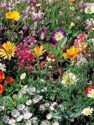 Japans bloemengazon mix Japans bloemengazon mix