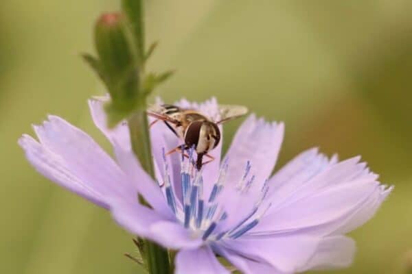 Cruydt Hoeck Wilde Cichorei