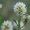 Witte klaver - Trifolium Repens