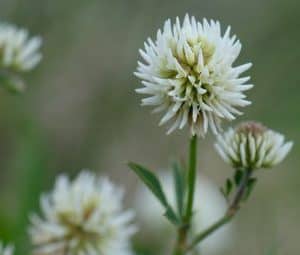 Witte klaver - Trifolium Repens