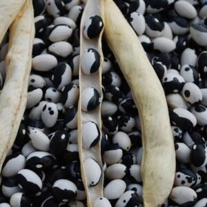 Stambonen Yin Yang