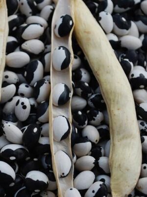 Stambonen Yin Yang