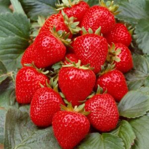 Aardbeizaden Grandian f1