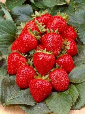 Aardbeizaden Grandian f1