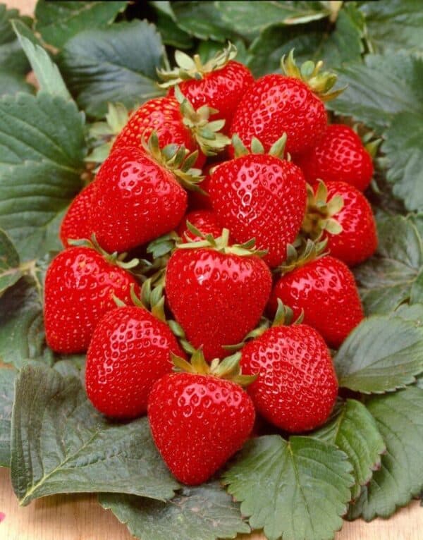 Aardbeizaden Grandian f1