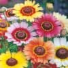 Chrysanthemum Rainbow Mix