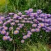 Aster alpine Aster alpine