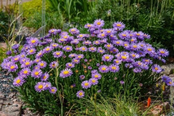 Aster alpine Aster alpine