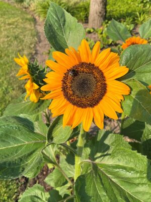 Zonnebloem helianthus annuus laag Zonnebloem helianthus annuus laag