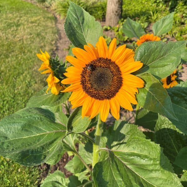 Zonnebloem helianthus annuus laag