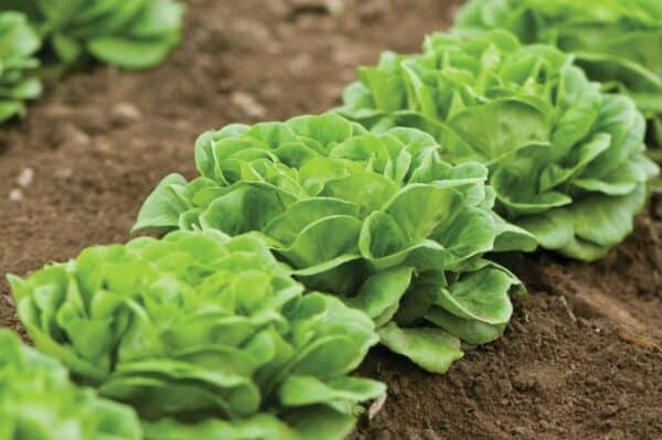 zwart-duits-kropsla Kropsla Zwart Duits