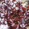 Red Salad Bowl