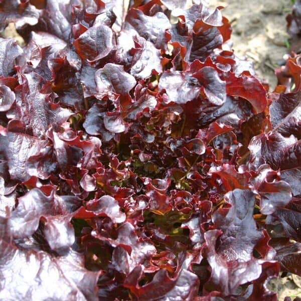 Red Salad Bowl