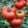 Vleestomaat Marmande