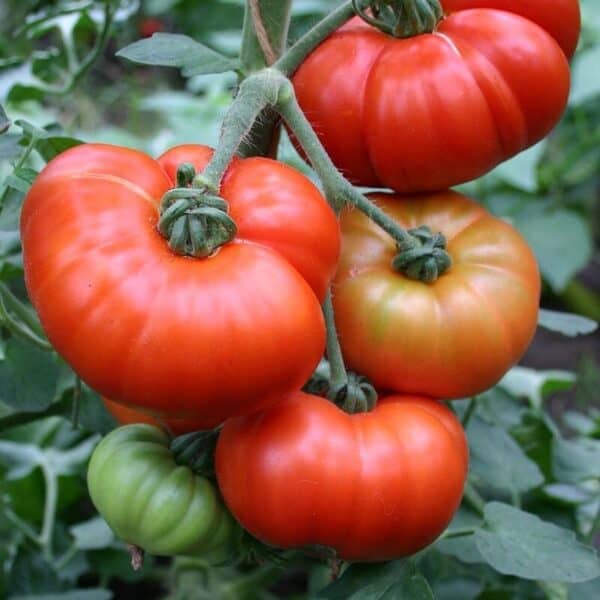Vleestomaat Marmande