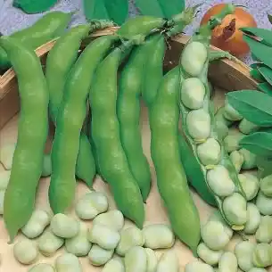 Tuinbonen Suprifin