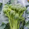 Broccoli Sprouting Montobello F1