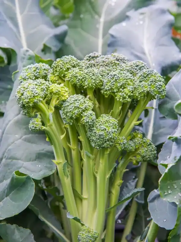 Broccoli Sprouting Montobello F1