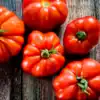 Vleestomaat Marmande