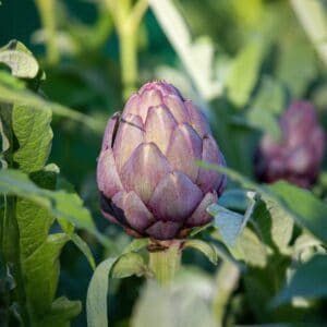 Artisjok Violet de Provence