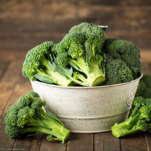 Broccoli-Calabrese-CANVA-1 Broccoli Calabrese