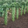 Brussel-Sprouts-Brilliant-2-1024x764 Spruitkool Topline F1
