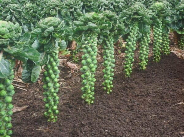 Brussel-Sprouts-Brilliant-2-1024x764 Spruitkool Topline F1