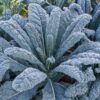 Kale