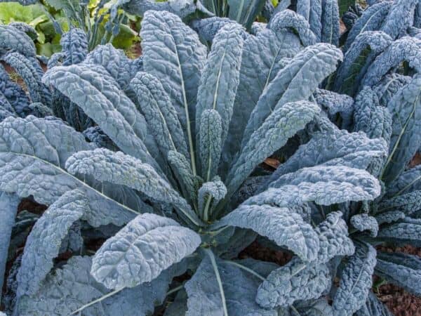 Kale