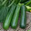 Courgette Diamant f1