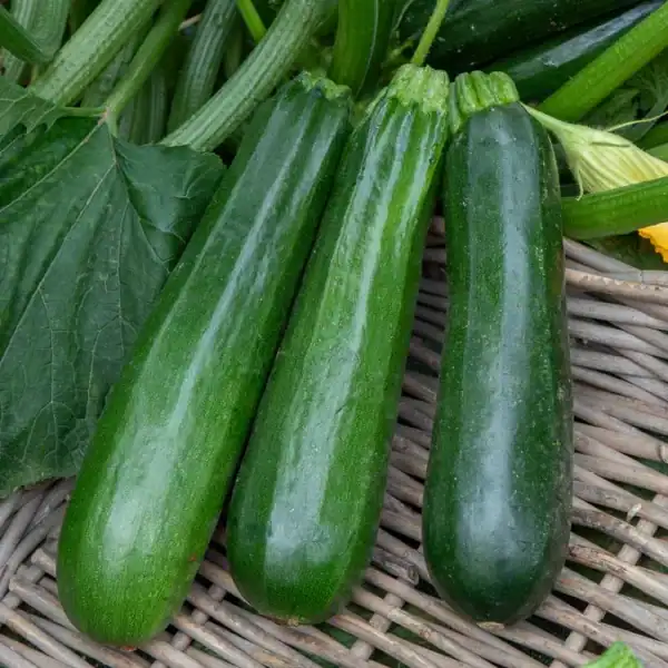 Courgette Diamant f1