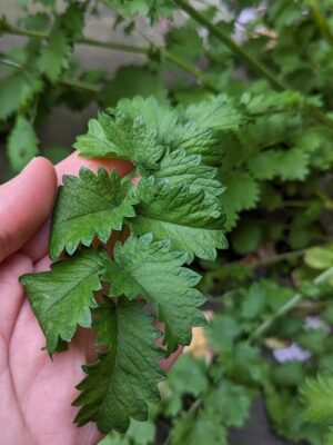 Pimpernel Blad