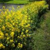 Gele mosterd plant