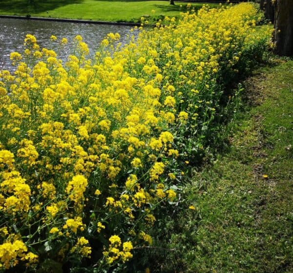 Gele mosterd plant