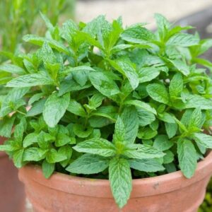 Pepermunt in pot