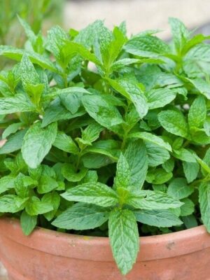 Pepermunt in pot