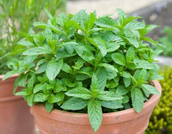 Pepermunt in pot