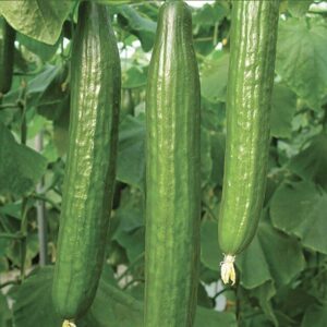Komkommer Bella F1