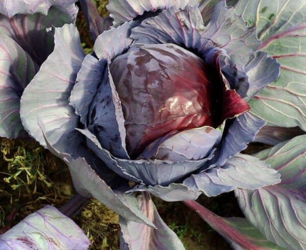 Rode Kool Langedijker Vroege