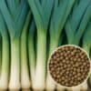Prei Blauwgroene Winter Farinto zaadpillen