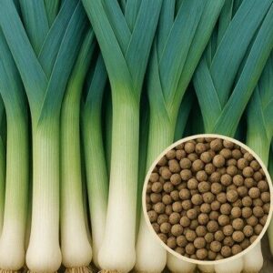 Prei Blauwgroene Winter Farinto zaadpillen