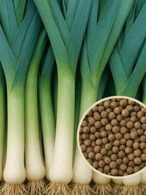 Prei Blauwgroene Winter Farinto zaadpillen
