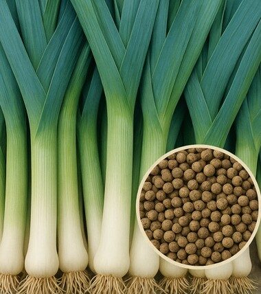 Prei Blauwgroene Winter Farinto zaadpillen