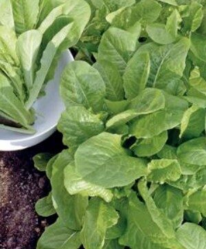 Snijsla Witte Dunsel