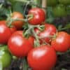 Screenshot 2025-09-27 114252 Tomaten Moneymaker