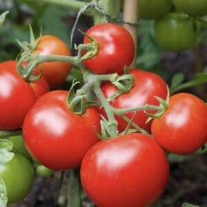 Tomaten Moneymaker